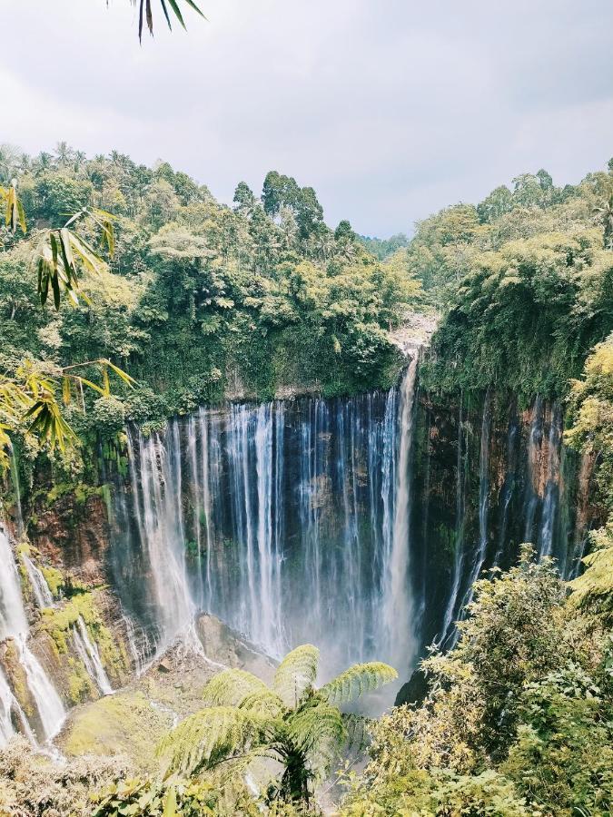 شقة Bromo Tanjung Tosari المظهر الخارجي الصورة